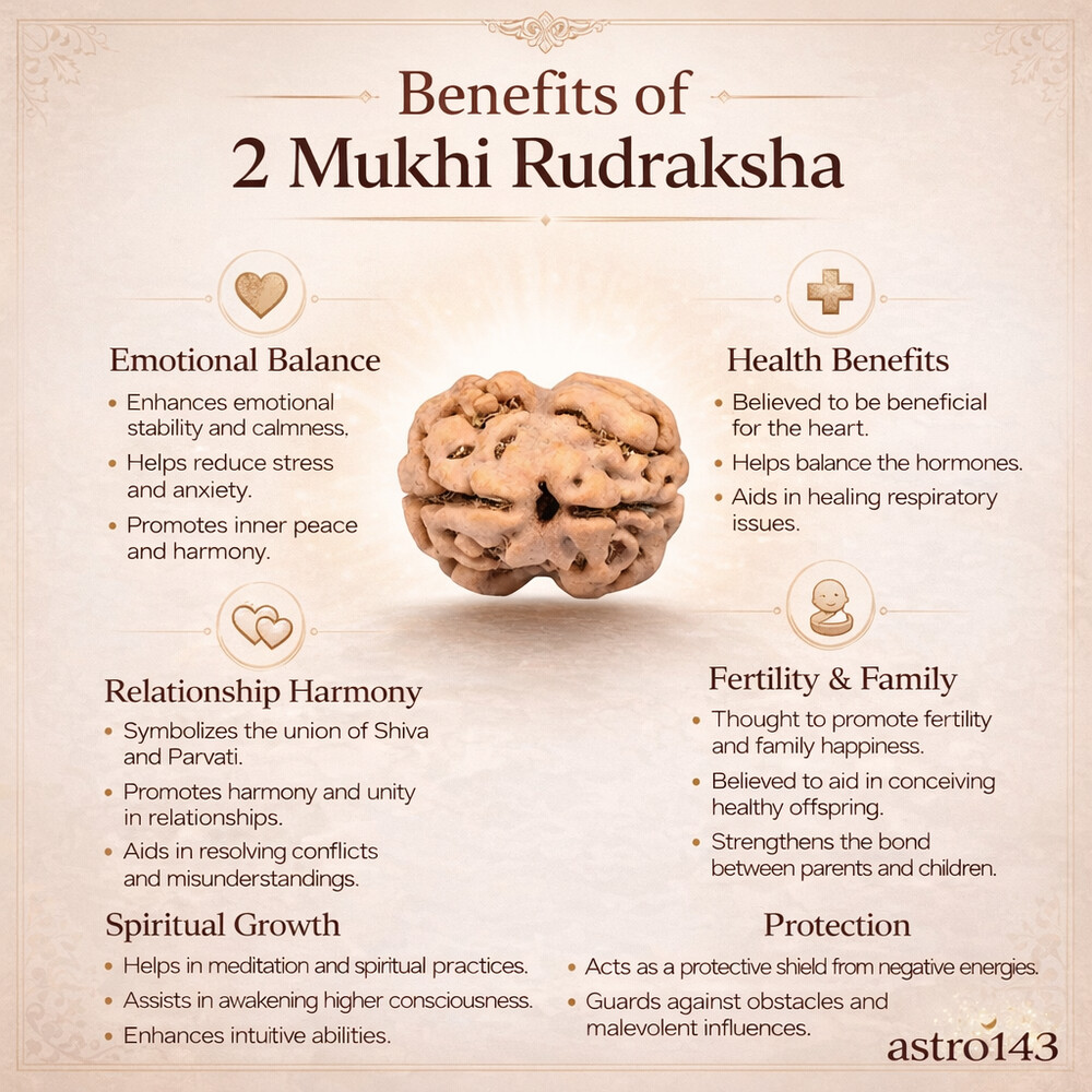 2 Mukhi Rudraksh (South indian)