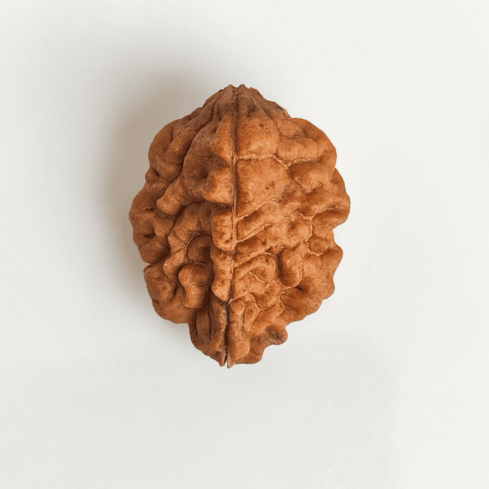 2 Mukhi Rudraksh (South indian)