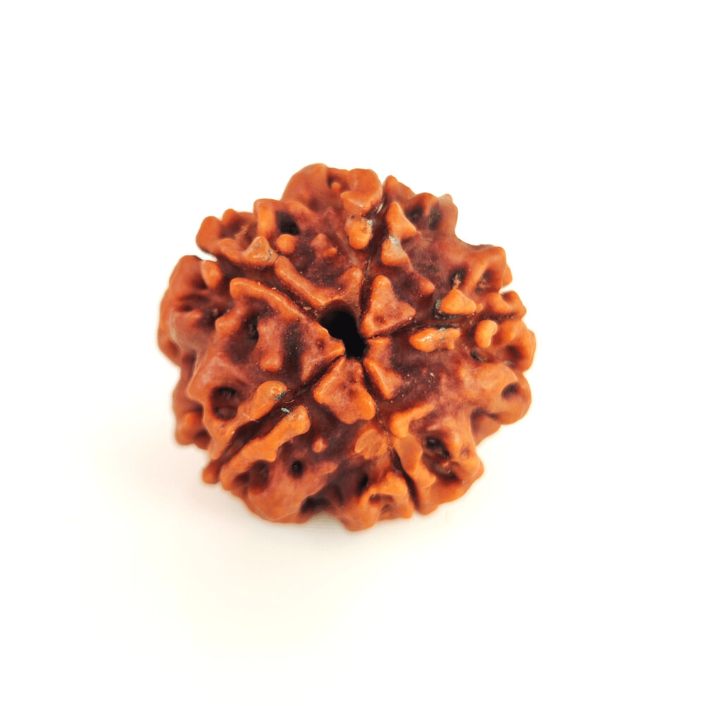 5 Mukhi Rudraksh (Nepali)