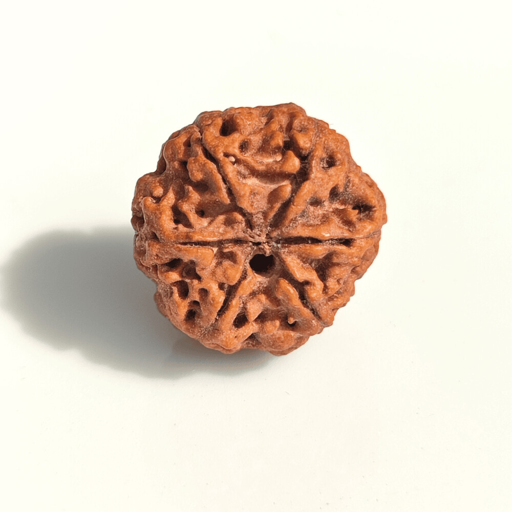 6 Mukhi Rudraksh (Nepali)