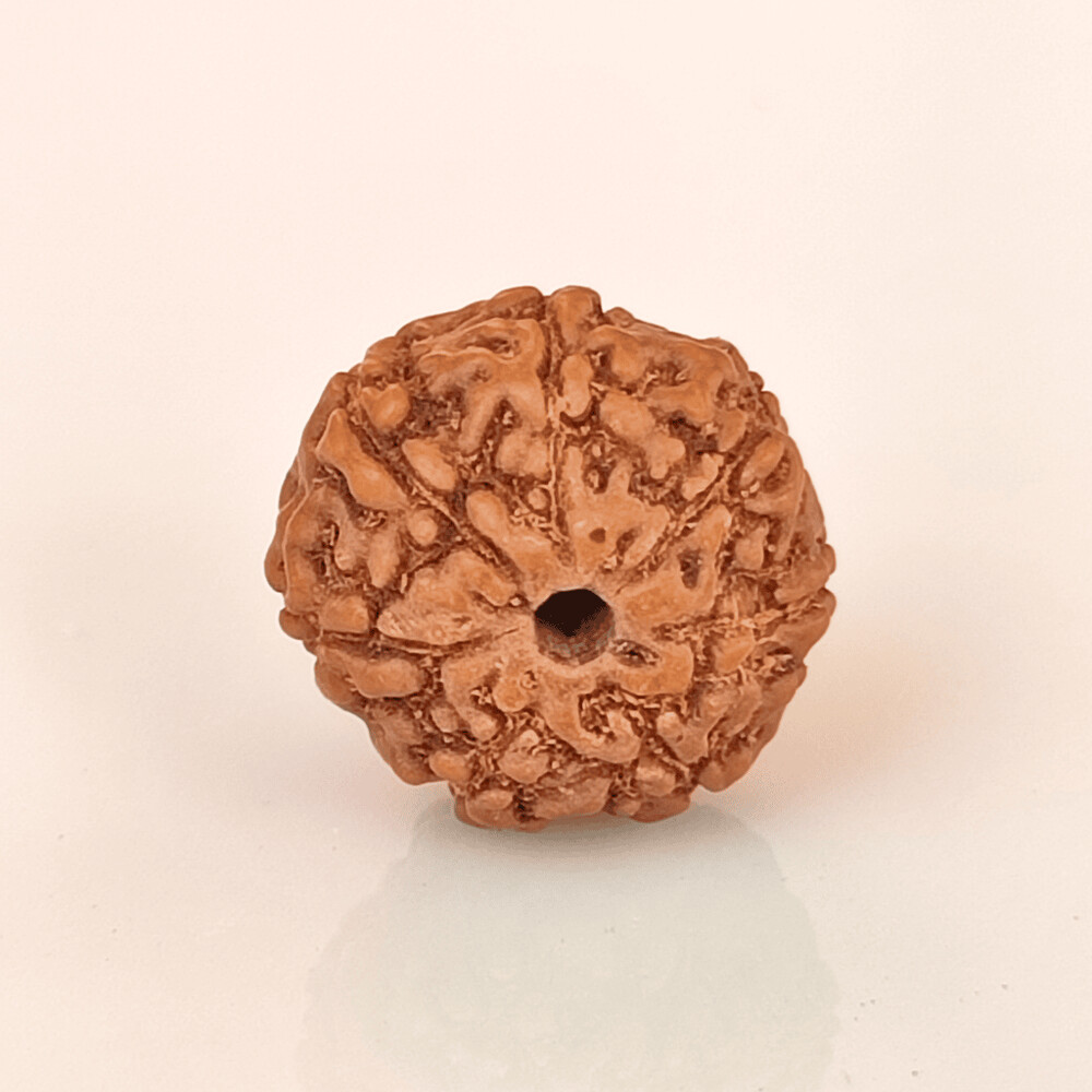 7 Mukhi Rudraksh (Indonesian)