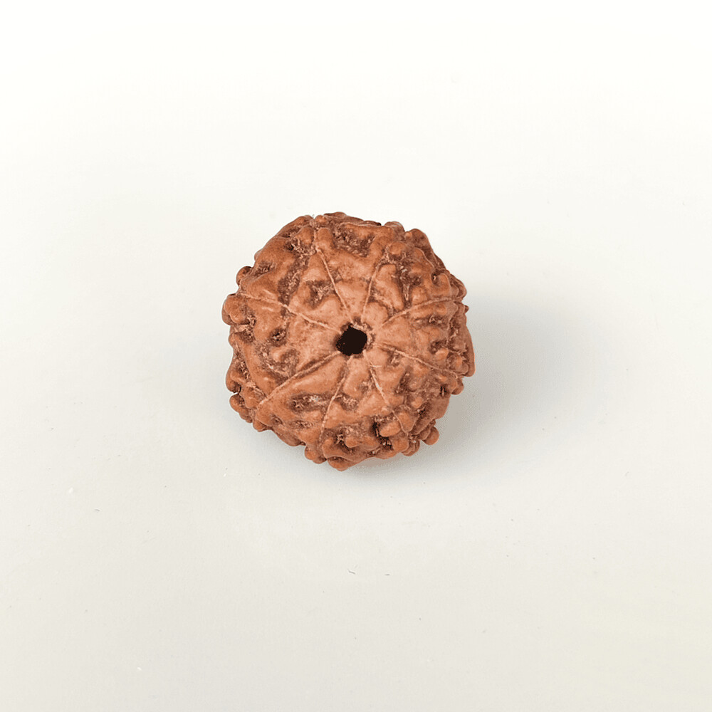 8 Mukhi Rudraksh (Indonesian)