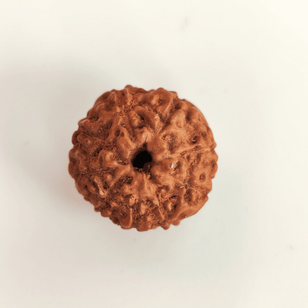 9 Mukhi Rudraksh (Indonesian)