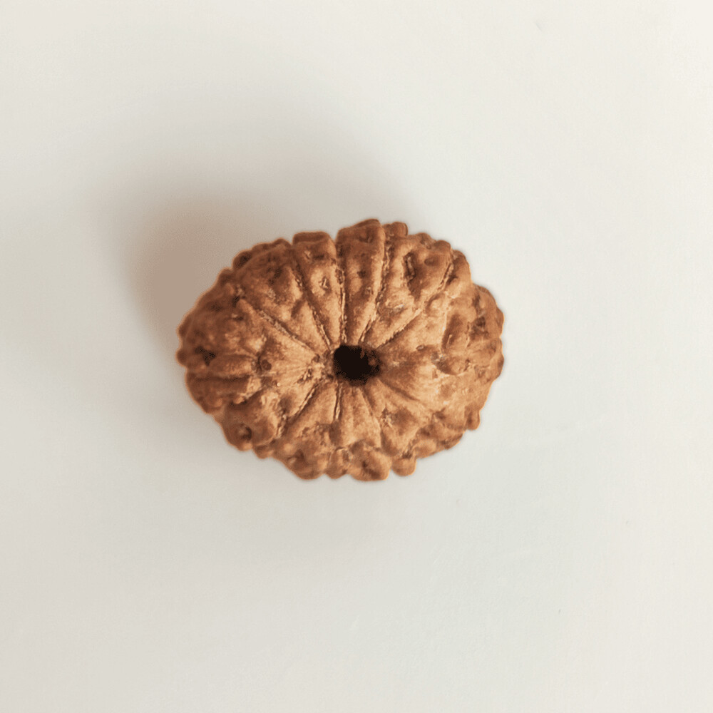 11 Mukhi Rudraksha (Indonesian)