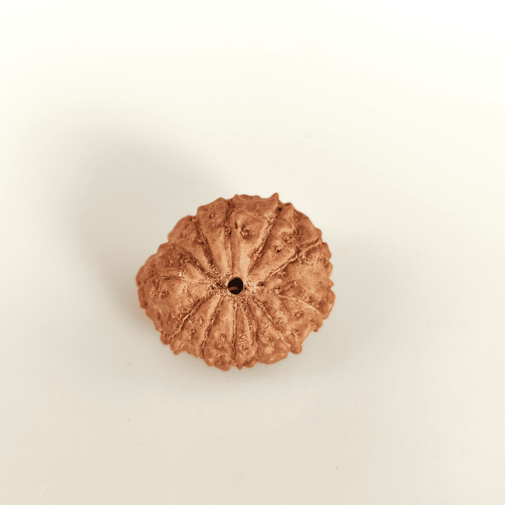 12 Mukhi Rudraksh (Indonesian)