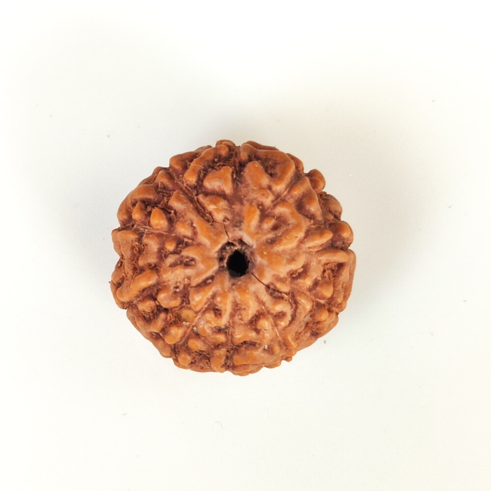 10 Mukhi Rudraksh (Indonesian)