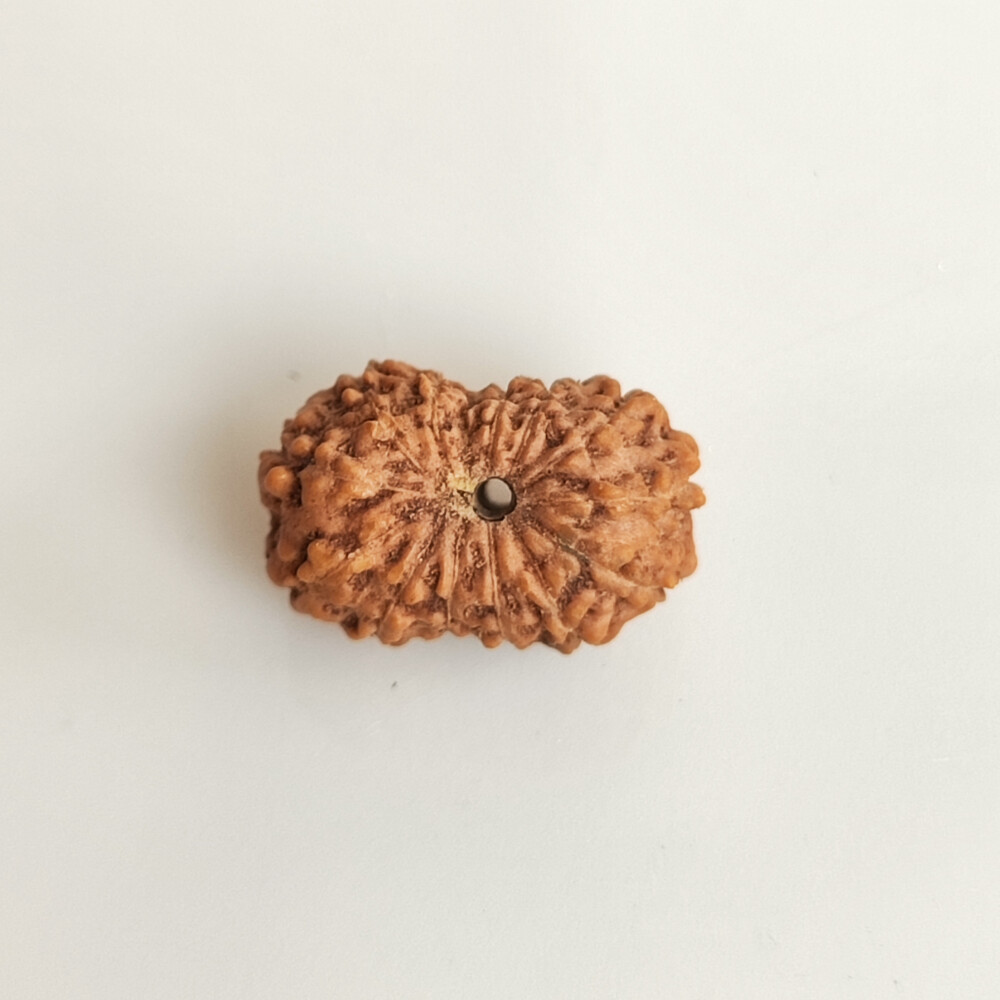 13 Mukhi Rudraksha (Indonesian)