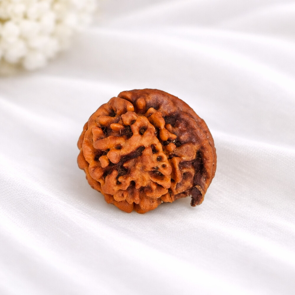 Ganesh Mukhi Rudraksha (Nepali)