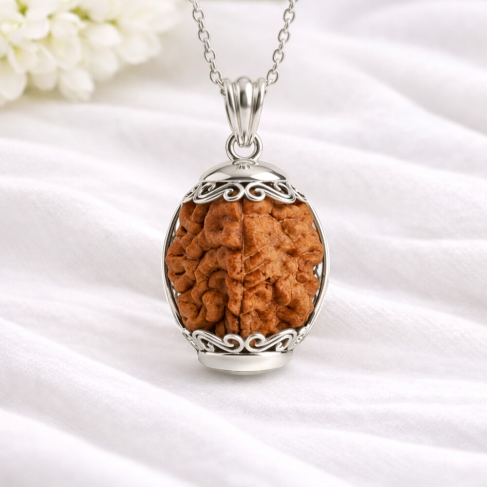 2 Mukhi Rudraksh (South indian)