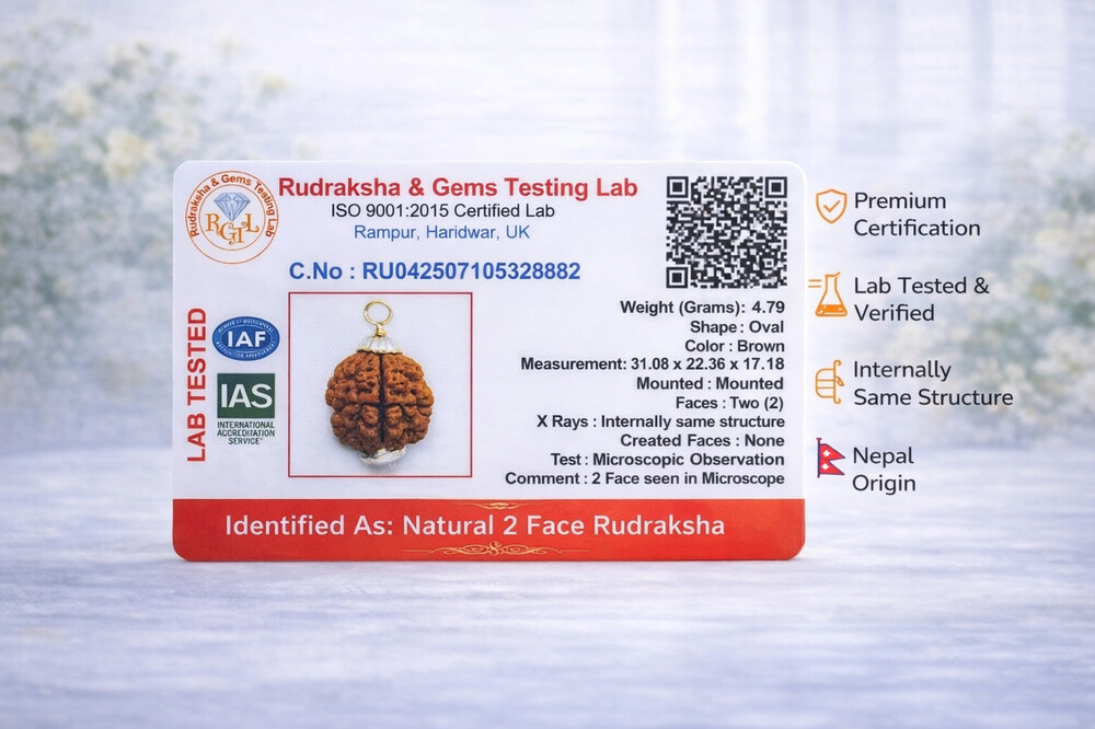 2 Mukhi Rudraksh (South indian)