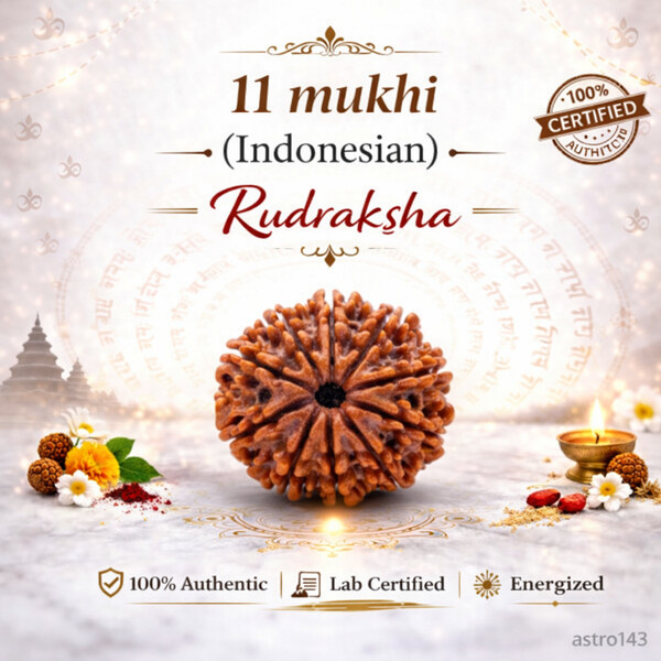11 Mukhi Rudraksha (Indonesian)