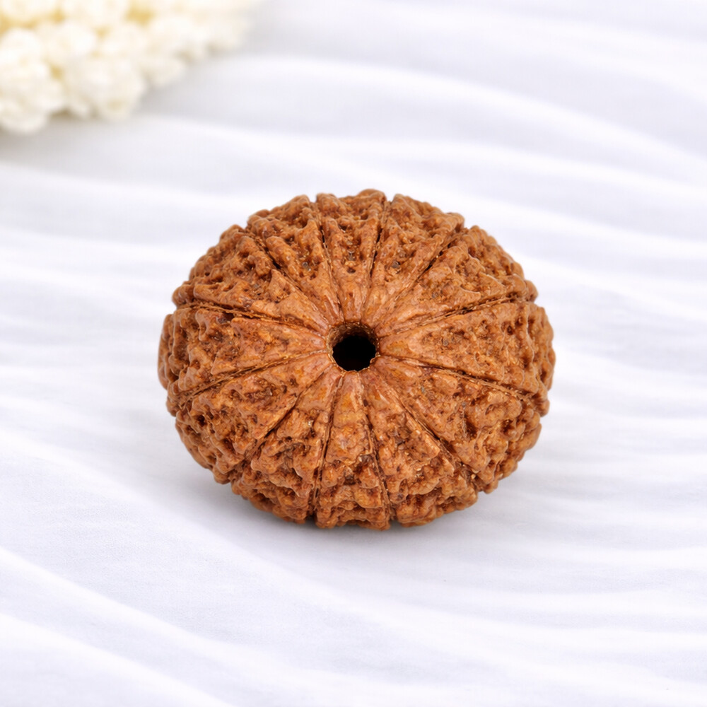 14 Mukhi Rudraksh (Indonesian)