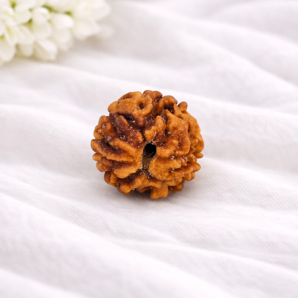 2 Mukhi Rudraksha (Himalayan)