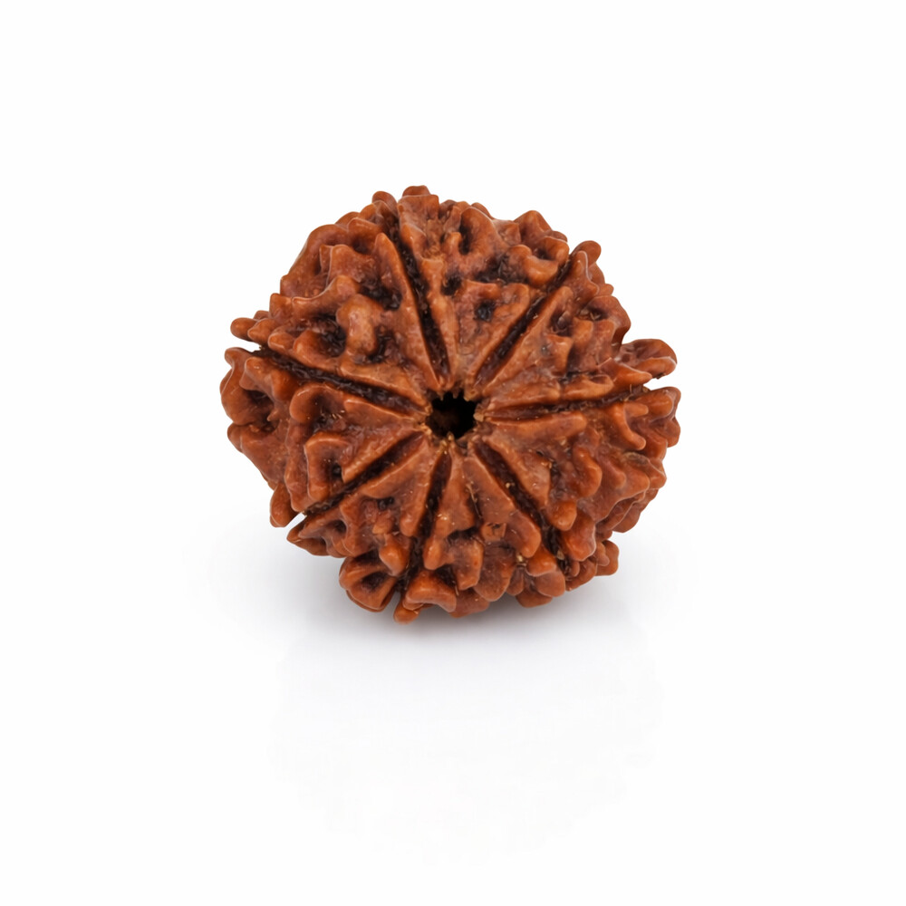 7 Mukhi Rudraksha (Nepali)